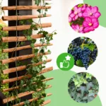 Drabinka do pnączy - obrazek 8