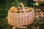 kosz wiklinowy na grzyby oraz zakupy