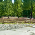 Rabatka leszczynowa - obrazek 4