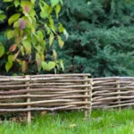 Rabatka leszczynowa - obrazek 5