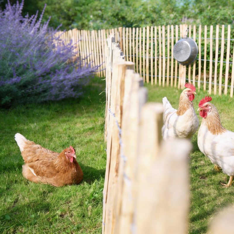 freepik usu kaczk z tyu 13637