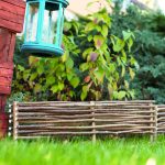 Rabatka leszczynowa - obrazek 3