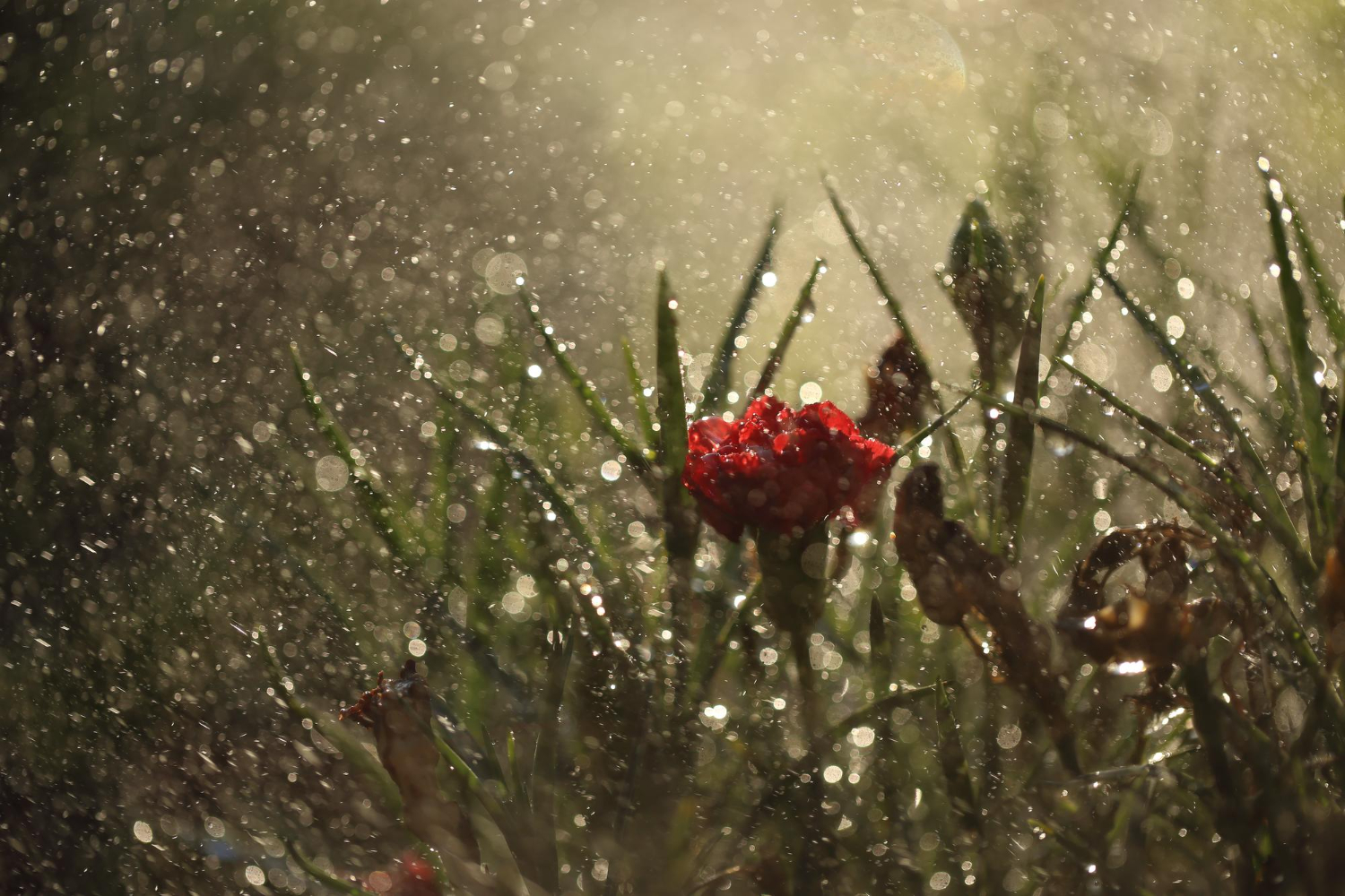 Jak przygotowac ogrod na deszczowa pogode