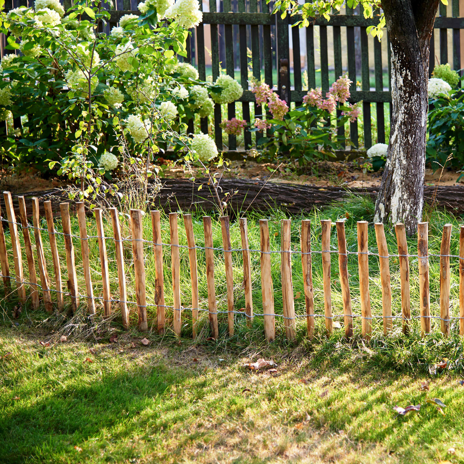 Rollborder leszczynowy2