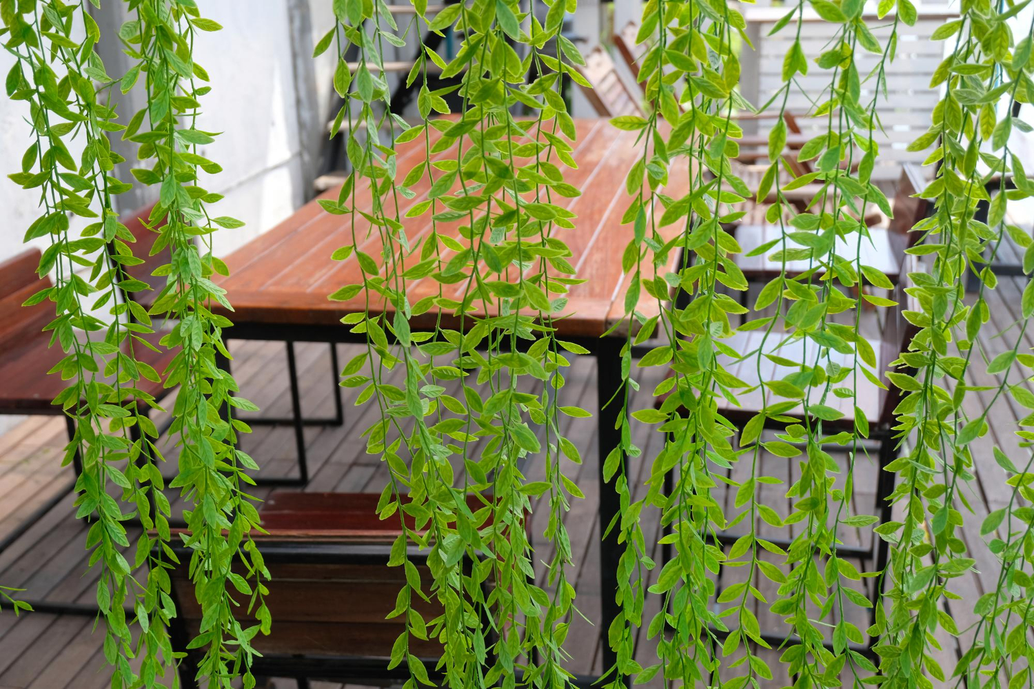 jakie rosliny pnace wybrac na pergole