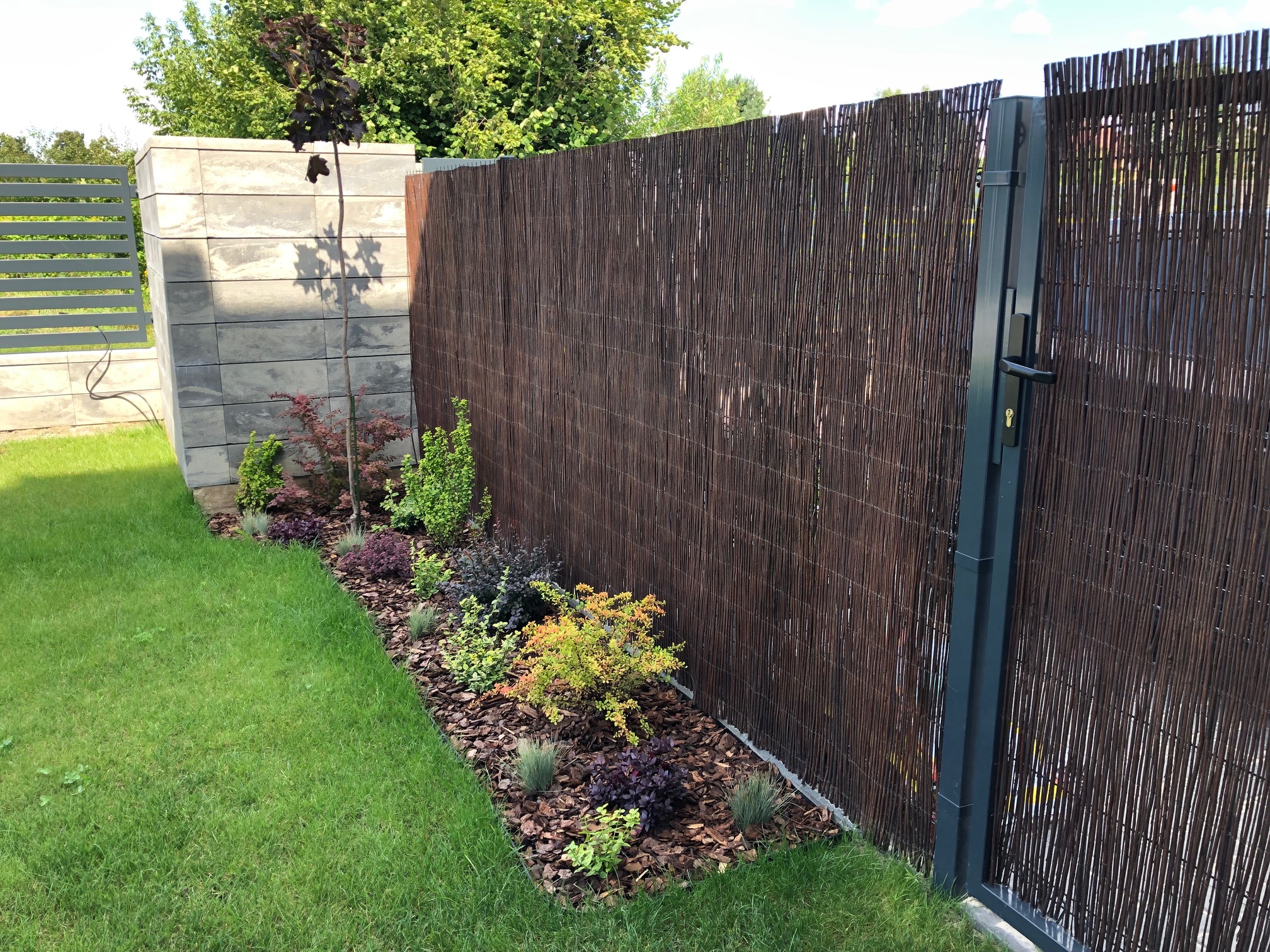 mata wiklinowa parzona 11