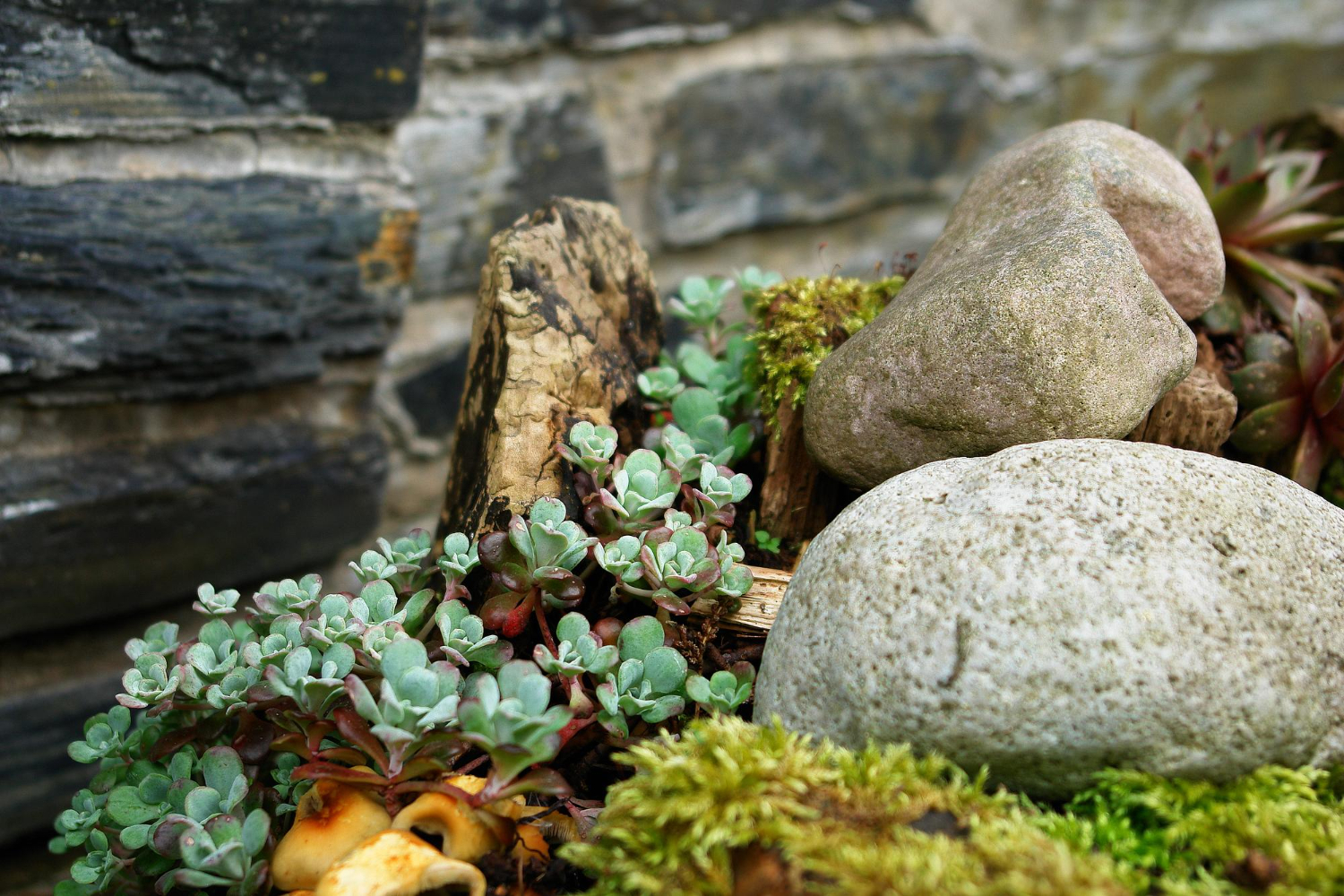 najlepsze rosliny do ogrodu skalnego