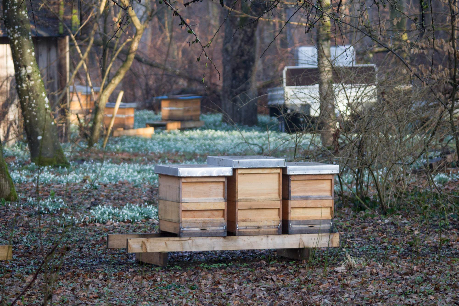 ogrod tematyczny dla pszczol